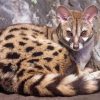 Genet Animal Paint By Numbers