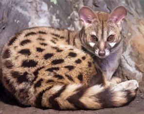 Genet Animal Paint By Numbers