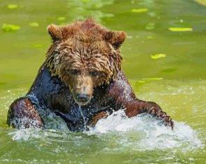 Grizzly Bear In Water Paint By Numbers