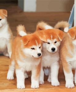 Japanese Puppies Paint By Numbers