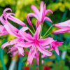 Pink Nerine Flowering Plants Paint By Numbers