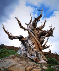 Rocky Mountain Bristlecone Pine Paint By Numbers