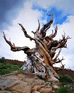 Rocky Mountain Bristlecone Pine Paint By Numbers