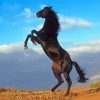 The Black Stallion Paint By Numbers