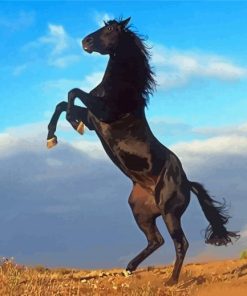 The Black Stallion Paint By Numbers