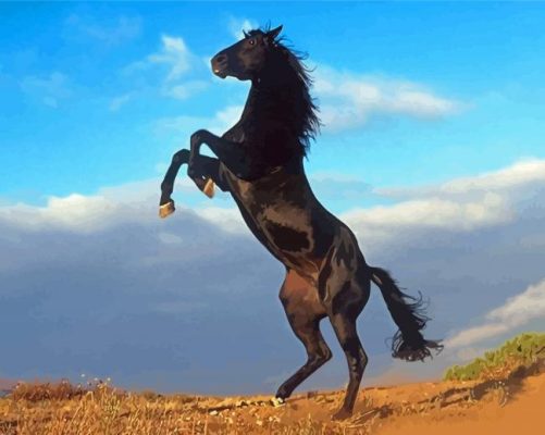 The Black Stallion Paint By Numbers