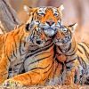 Tiger And Cubs Paint By Numbers
