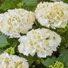White Hydrangea Plants Paint By Numbers