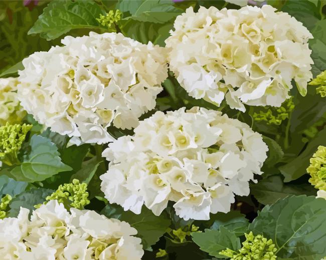 White Hydrangea Plants Paint By Numbers