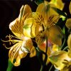Yellow Alstroemeria Plant Paint By Numbers
