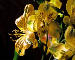 Yellow Alstroemeria Plant Paint By Numbers