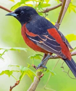 Aesthetic Orchard Oriole Paint By Numbers