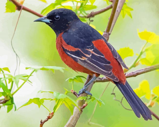 Aesthetic Orchard Oriole Paint By Numbers
