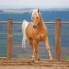 Aesthetic Palomino Horse Paint By Numbers