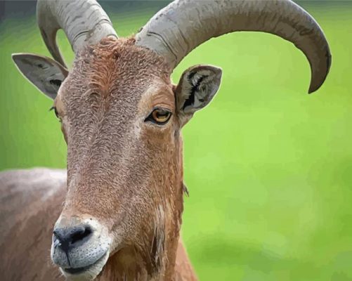 Aoudad Sheep Head Paint By Numbers