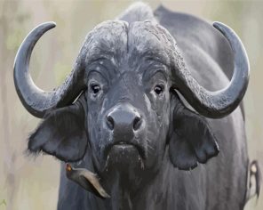 Black Buffalo Paint By Numbers