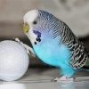 Blue Parakeet And Golf Ball Paint By Numbers