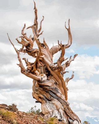 Bristlecone Pine Pinus Longaeva Paint By Numbers