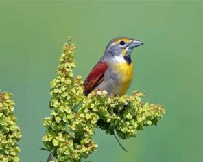 Dickcissel Paint By Numbers