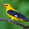 Old World Orioles Bird Paint By Numbers