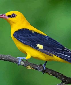 Old World Orioles Bird Paint By Numbers