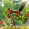 Red Squirrel On A Branch Paint By Numbers