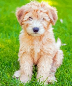 Cute Whoodle Puppy Paint By Numbers