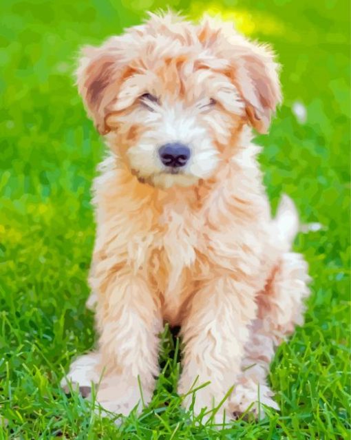 Cute Whoodle Puppy Paint By Numbers