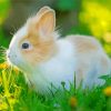 Cute Baby Bunny Paint By Numbers