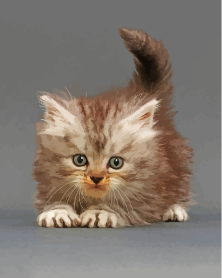 Cute Tabby Persian Kitten Paint By Numbers