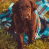 Flat Coated Retriever In Blanket Paint By Numbers