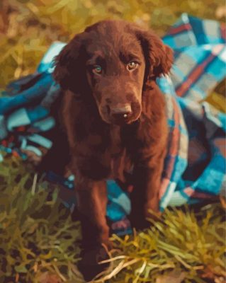 Flat Coated Retriever In Blanket Paint By Numbers