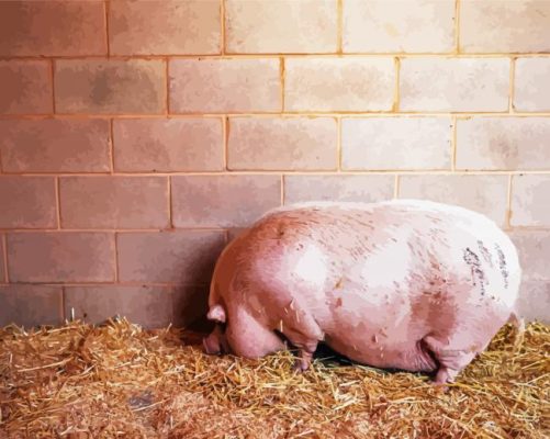 Pink Pot Belly Pig Paint By Numbers