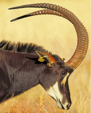Sable Antelope Head Paint By Numbers