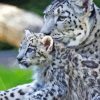White Leopard And Her Baby Paint By Numbers