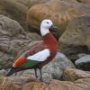 Aesthetic Paradise Shelduck Paint By Numbers