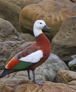 Aesthetic Paradise Shelduck Paint By Numbers