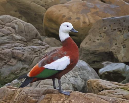 Aesthetic Paradise Shelduck Paint By Numbers