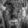 Buffalo Black And White Paint By Numbers