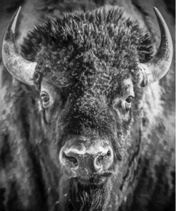 Buffalo Black And White Paint By Numbers