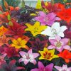 Colorful Flowers Lilies Paint By Numbers