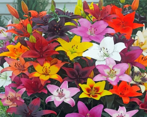 Colorful Flowers Lilies Paint By Numbers