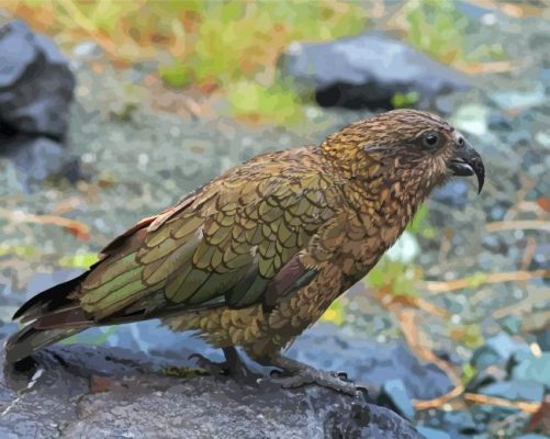 Kea Bird Paint By Numbers