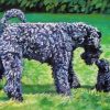 Kerry Blue Terrier Paint By Numbers