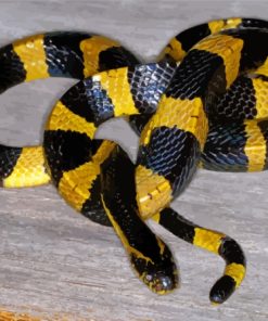 Krait Snake Paint By Numbers