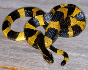 Krait Snake Paint By Numbers