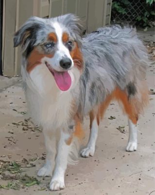 Mini Australian Shepherd Dog Animal Paint By Numbers