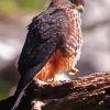 New Zealand Falcon Paint By Numbers