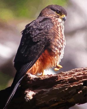 New Zealand Falcon Paint By Numbers
