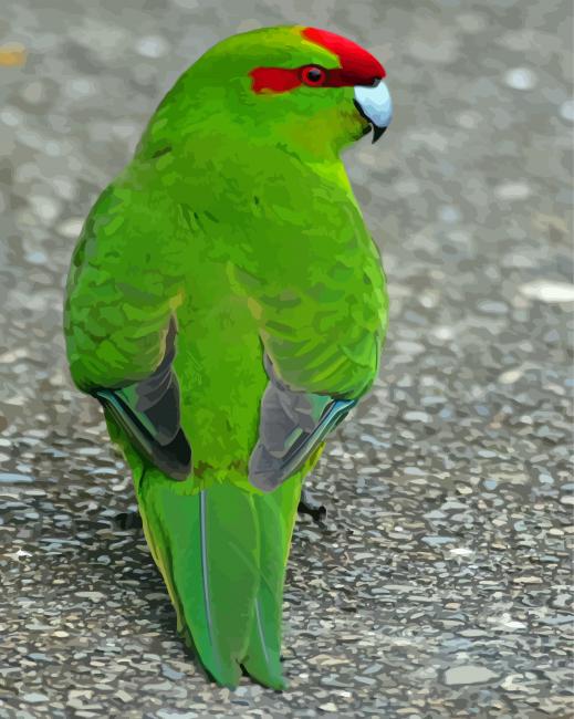 Red Crowned Parakeet Paint By Numbers